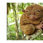 Shared Bohol Day Tour from Cebu: Tarsier, Hills, Asin Tibuok Shared Bohol Day Tour from Cebu: Tarsier, Hills, Asin Tibuok
