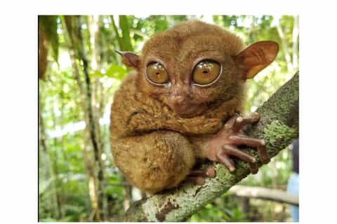 Shared Bohol Day Tour from Cebu: Tarsier, Hills, Asin Tibuok - Image 3