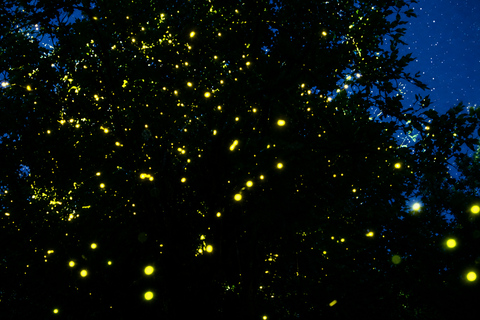 Kuala Selangor: Hidden Gems & Magical Fireflies