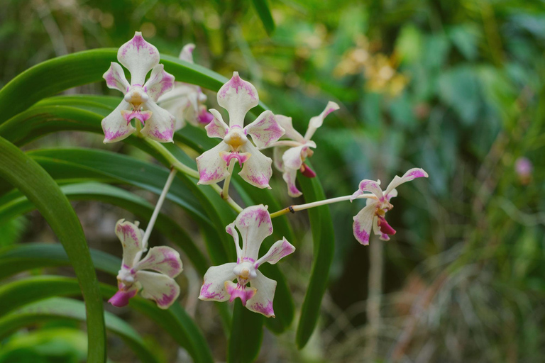 FIJI: Garden of the Sleeping Giant Tour InterContinental/Yatule/Yadua Bay/Shangri-La Pickup