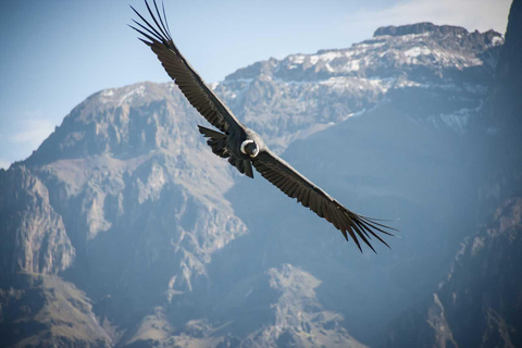 From Arequipa: Colca Valley 2 Days