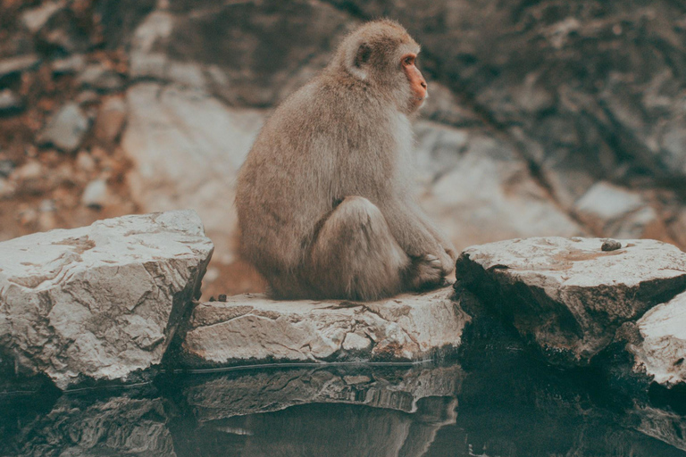 Tokyo: Nagano, Snow Monkeys and Zenko-ji Temple Private Tour