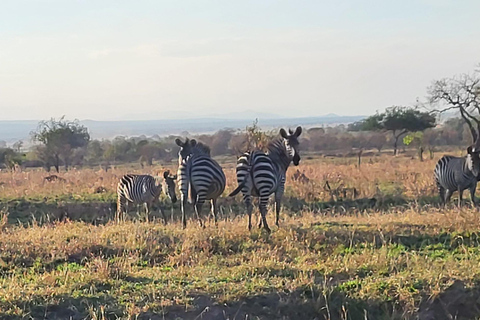 "Avventura Safari Mikumi di 3 giorni: Da Zanzibar in traghetto!