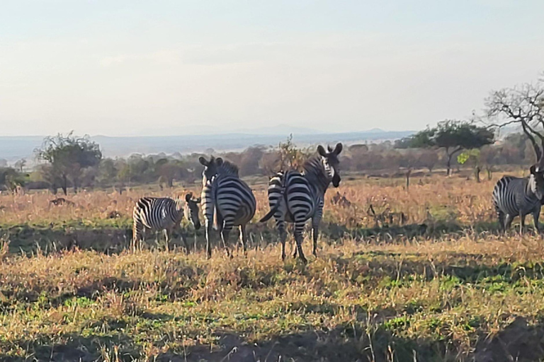 "Avventura Safari Mikumi di 3 giorni: Da Zanzibar in traghetto!