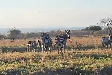 Avventura Safari Mikumi di 3 giorni: Da Zanzibar in traghetto