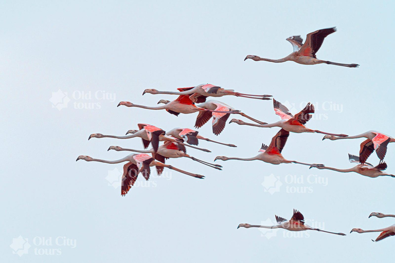 Shirvan Eco-Tour: Gazelles, Birdwatching & Village Lunch Private tour