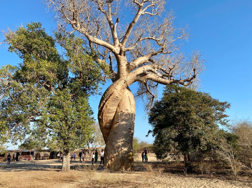 From Antananarivo 8 days Menabe tour to Morondava Tsingy