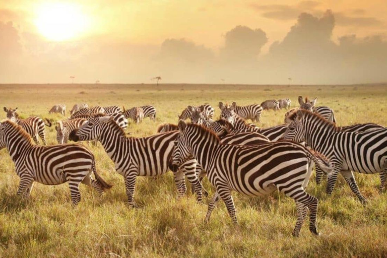 Arusha: 3-Day Ndutu Migration & Ngorongoro Crater Safari