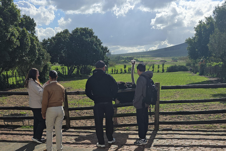 Cape Town: Ostrich Ranch Safari with Hotel Transfer
