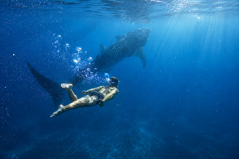 Cebu: Oslob Whale Shark Encounter with Hotel Transfers Shared/ Group Tour Options