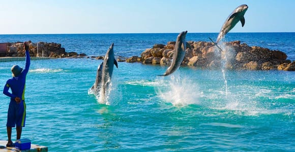 Dolphin Cove Experience Day Tour from Montego Bay