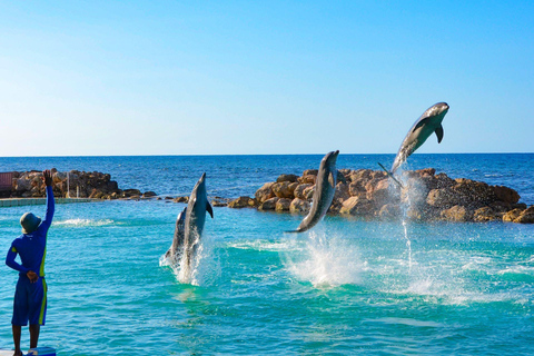 Ocho Rios: Dolphin Cove i wodospad Dunn&#039;s River z Mobay