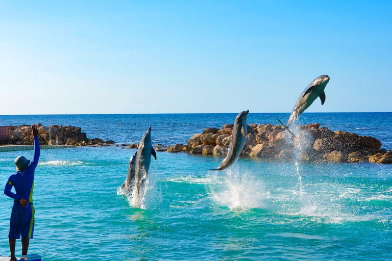 Ocho Ríos: Dolphin Cove y Dunn&#039;s River Falls desde Mobay