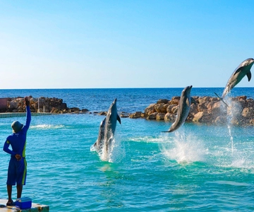 Ocho Rios: Dolphin Cove e Dunn's River Falls a partir de Mobay