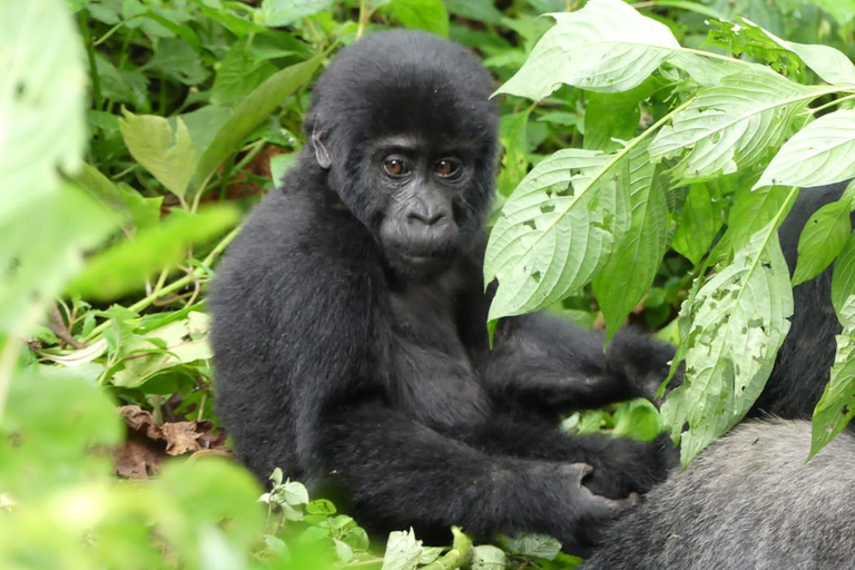 Safari económico de 3 días de senderismo por los gorilas en Uganda