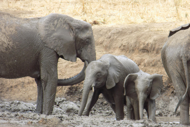 Arusha à : 3 jours au lac Manyara, au Ngorongoro et au Tarangire ...