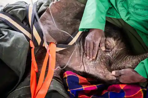 DAY TOUR: DAVID SHELDRICK ELEPHANT TRUST & GIRAFFE CENTER