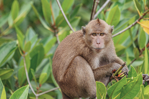 Phuket/Khao Lak: Premium Powercat to Phi Phi & Khai Islands Hotel pickup from Phuket