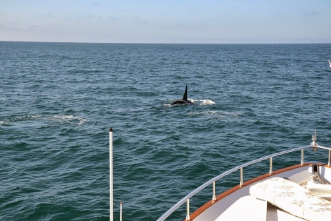Reykjavik: obserwacja wielorybów i rejs luksusowym jachtem maskonurówWycieczka z miejscem spotkania