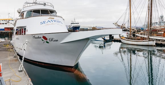 Reykjavík: Whale Watching Cruise on the Amelia Rose Yacht