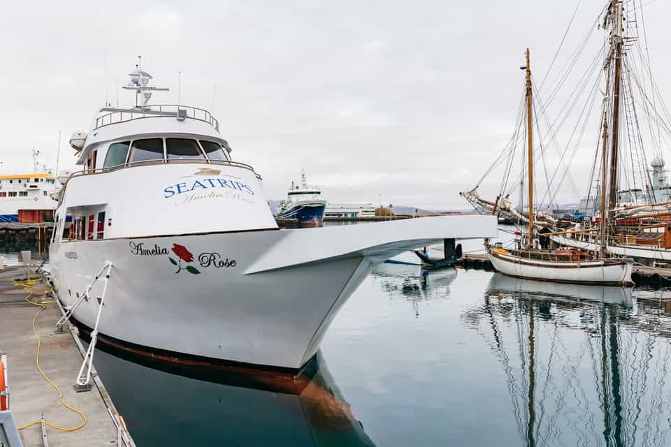 Walbeobachtung per Yacht