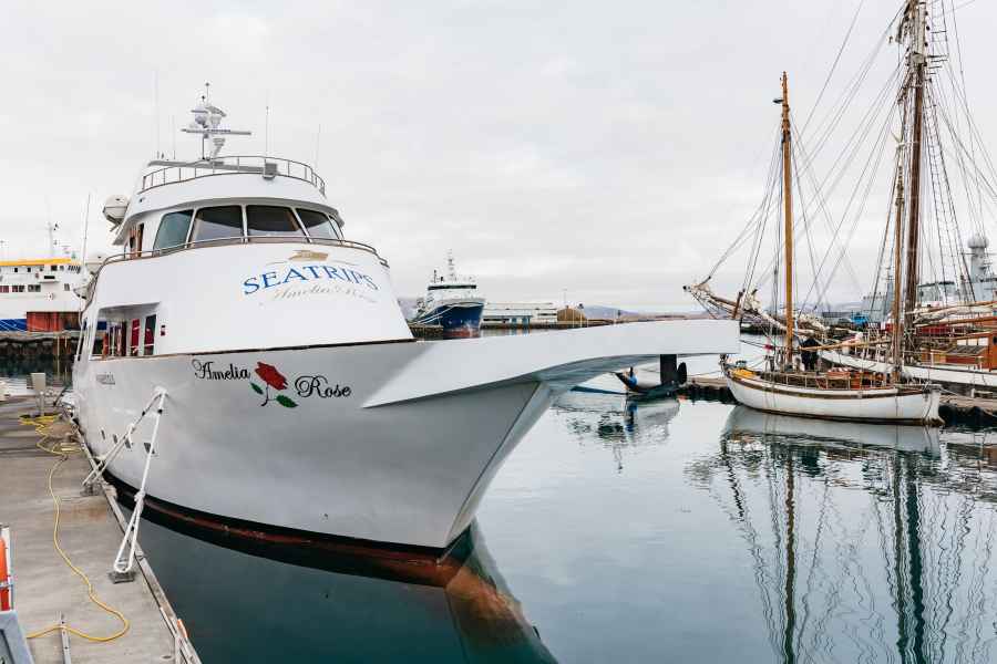 Reykjavík: Whale-Watching-Fahrt auf der Jacht Amelia Rose