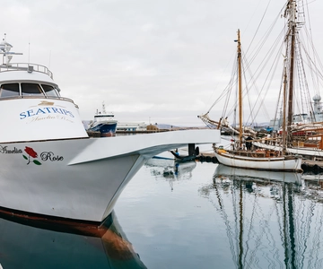 Reykjavík: Whale Watching Cruise on the Amelia Rose Yacht