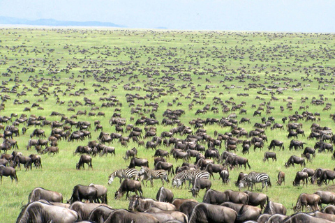 6-dniowe safari w Tarangire, Serengeti i kraterze Ngorongoro