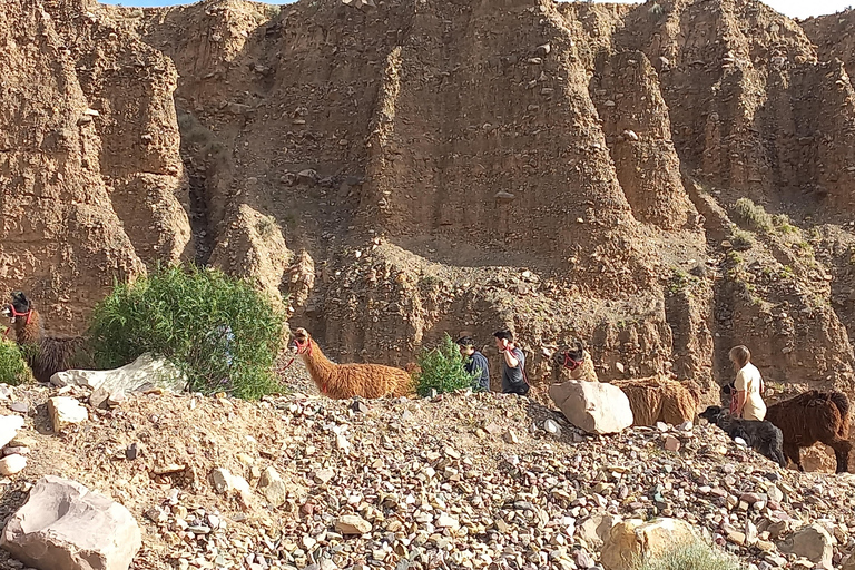 From Tilcara: Andean Trekking with Llamas