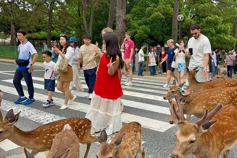 奈良公园：隐秘小径与鹿群导览之旅（含接送服务）