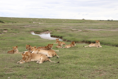 Tanzania: Safari di 2 giorni Tarangire e Cratere di Ngorongoro