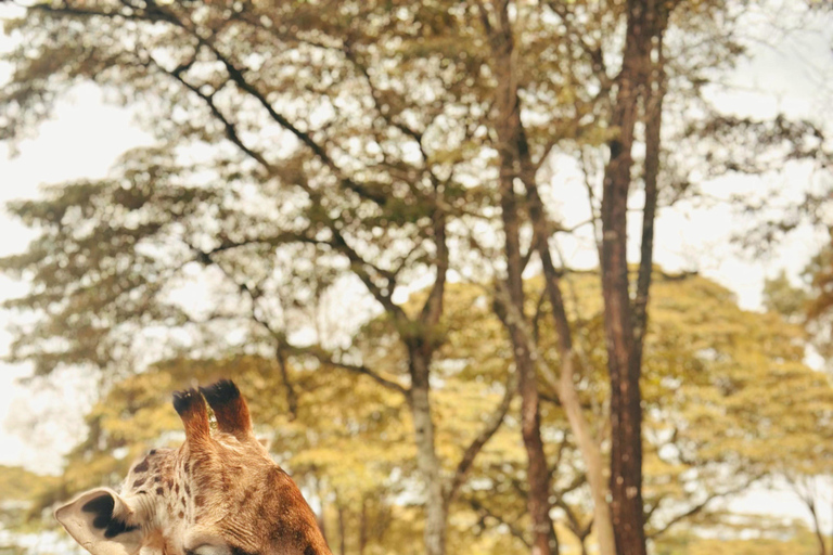 Nairobi: Private Layover Safari with Airport Pickup