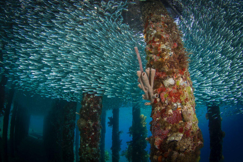 Aqaba Shore Diving Black Rock and Rainbow Reef Site