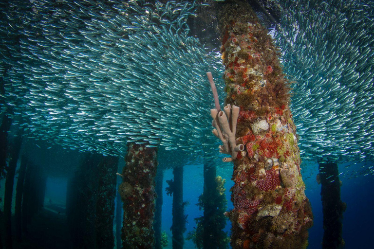 Aqaba Shore Diving Black Rock and Rainbow Reef Site