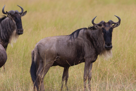 Tanzania: 11-Day Safari and Beach Adventure