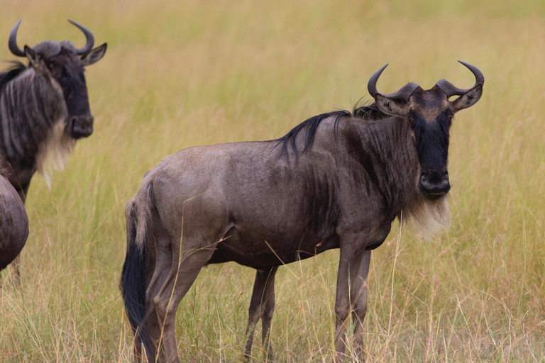 Tanzania: 11-Day Safari and Beach Adventure