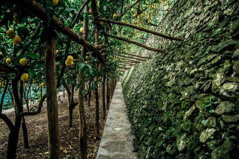 Amalfi: Vertical Lemon Farm Tour, Tastings, and Rural Museum
