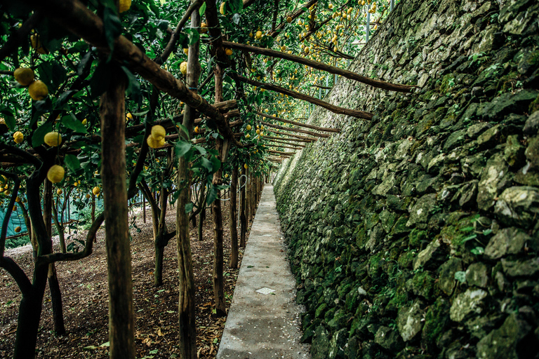 Amalfi: Vertical Lemon Farm Tour, Tastings, and Rural Museum
