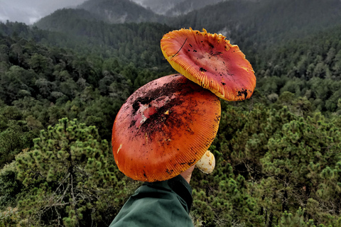 Oaxaca: Hiking in the Sierra Norte Forest