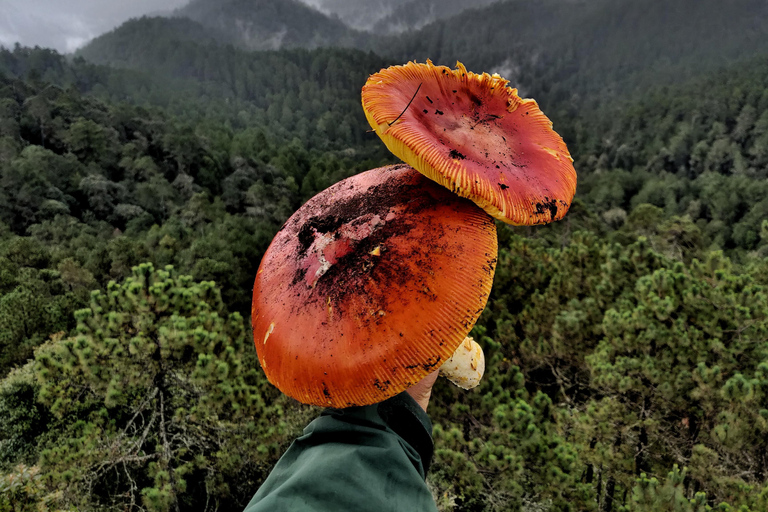 Oaxaca: Hiking in the Sierra Norte Forest