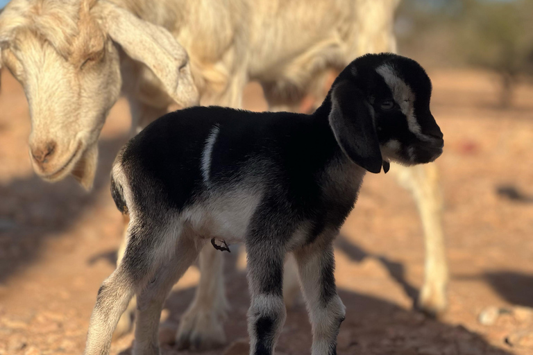 Agadir: Discover Argan Tree-Climbing Goats on a Morning Tour Pickup From Tamraght & Taghazout