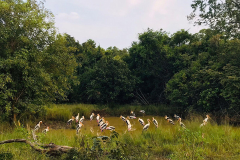 Minneriya National park safari with jeep & Entrance Ticket