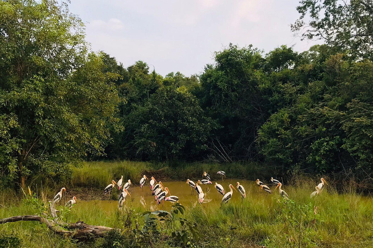 Safari dans le parc national de Minneriya avec jeep et billet d&#039;entrée