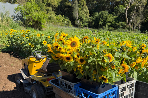Carool: Bloomhill Estate Sunflower Farm Tour Experience