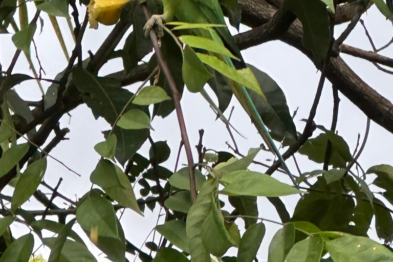 From Sigiriya: Wilpattu National Park Private Jeep Safari