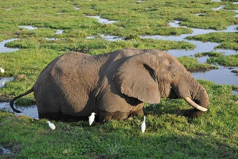 Au départ de Nairobi : Safari de 2 jours dans le parc national d&#039;Amboseli