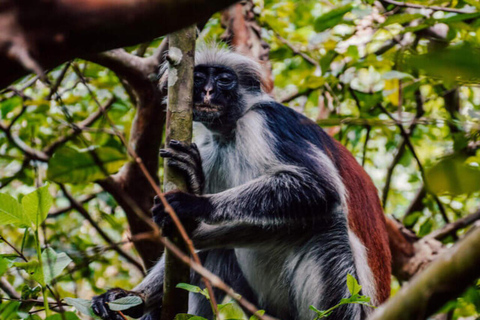 Sansibar: Kombi-Tour zum Jozani-Wald und zur Salaam-Höhle