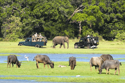 Prywatne safari jeepem w jednym z najlepszych parków narodowych