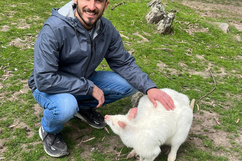 De Adelaide: Acaricie um coala e faça um passeio histórico por Hahndorf