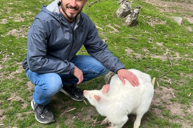 De Adelaide: Acaricie um coala e faça um passeio histórico por Hahndorf